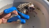 [Animals][Vlog]Try to bath my pet hedgehog