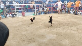 fight no. 1