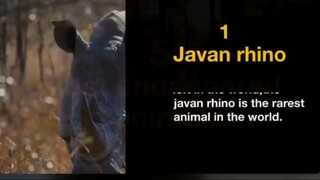 watch documentary film "TTop 5 Most Endangered Animals" documentary for free:link in description.