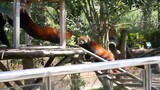 In this video,you can clearly hear the voice of Red Panda during the fight.