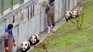 堪称最强遛弯小队！平均每人身后跟两只大熊猫……