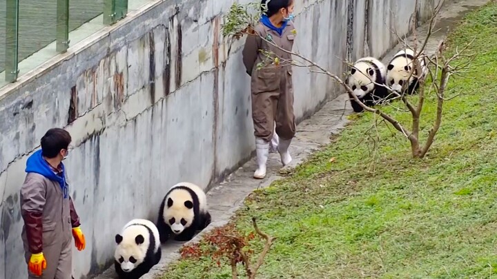 Taking Pandas for a Walk