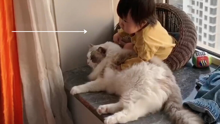 [Ragdoll] Apakah merawat anak menyusahkan kucing? Kurasa kau benar