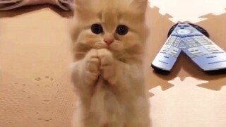 OMG So Cute Cats ♥ Best Funny Cat Videos 2020 #52
