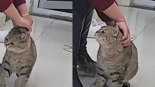 【Animal Circle】Cat's weird attraction towards grandmother.