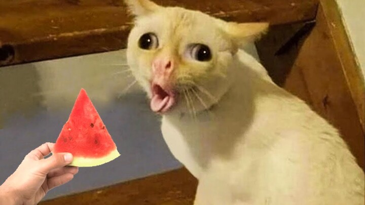 Funniest Cat Videos That Will Make You Laugh #46 - Funny Cats and Dogs Videos - Bilibili Funniest Cat Videos That Will Make You Laugh #46 - Funny Cats and Dogs Videos - Bilibili