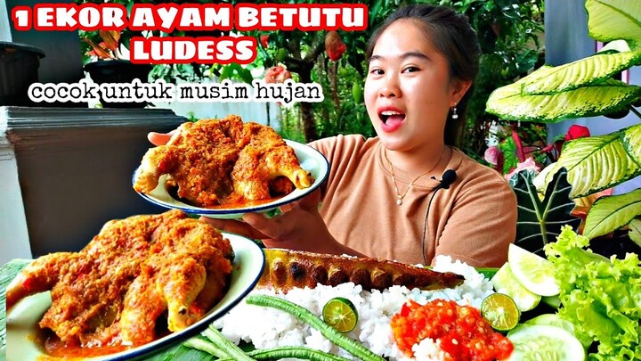 AYAM BETUTU‼️ COCOK UNTUK MUSIM HUJAN 🌧️|| HABIS 1 EKOR 🔥