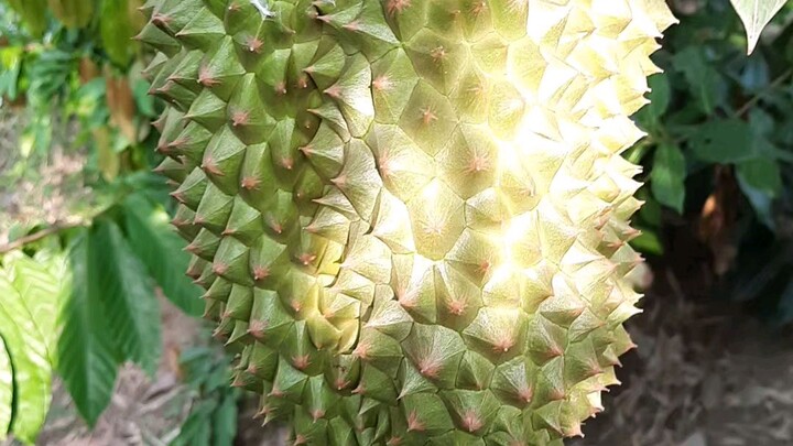 DURIAN MANTONG HIDUP DI BINJAI