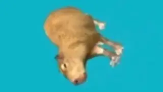 a whole 1 minute of capybara having an mild epilepsy while spinning