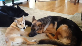 Best Buds -- Shiba Inu, German Shepherd and Belgian Shepherd #Dongvat