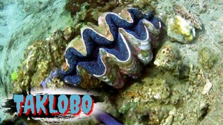 TAKLOBO | GIANT CLAMS | Tenrou21