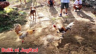 Bulik ni Jugrad🤟🐓