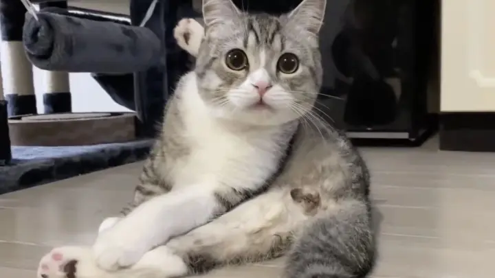 Cute Animal | Sad Cat After Sterilization