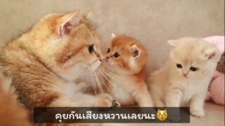 แม่แมวกับลูกแมวคุยกันน่ารักสุดๆ