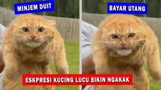 GEMES BANGET! Kumpulan Ekspresi Kucing Lucu yang Bikin Kamu Senyum-senyum Sendiri