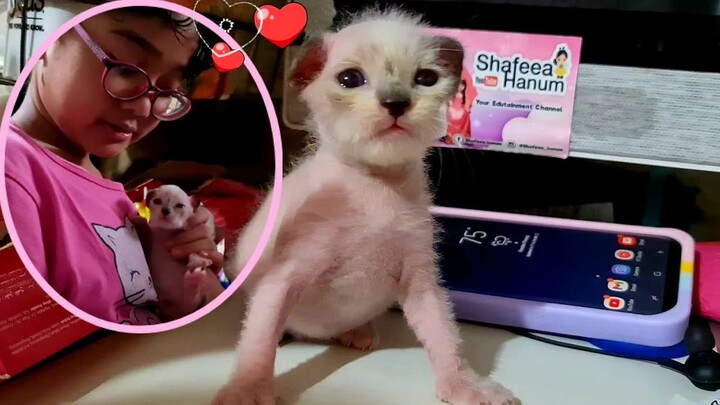 Hanum Gemes, Asuh Bayi Kucing Imut Kecil Seukuran HP ini ❤️ Miss Cemplon