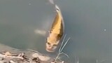 Tuyển Tập Video Hài - Con Cá Xấu Nhất Quả Đất