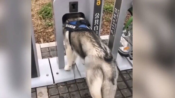 Cute Husky Videos Compilation