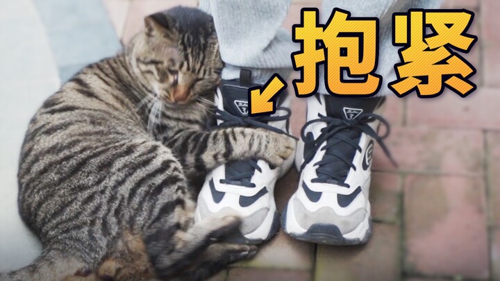 又被小猫碰瓷了！