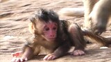 Monkey baby with mom
