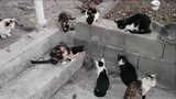 9 chú mèo "hội đồng" 1 con chuột, chuột đành liều chết chống lại
