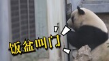 【大熊猫萌兰】拿着饭盆叫门，你还真成精了