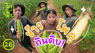 ข้าวโพดอะไร กินดิบได้ - วัตถุดิบ EP26