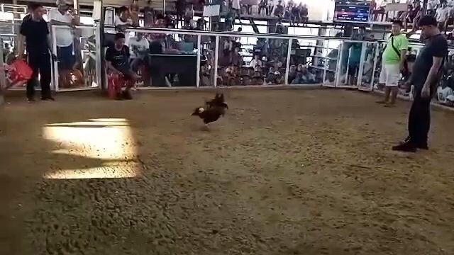 manok ni Boy own creation Gold x lemon bullstag..