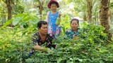 Thu Hoạch Rau Vườn Cùng Bữa Cơm Gia Đình Trong Những Ngày Cách Ly| TKQ & Family T725