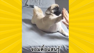 สัตว์เลี้ยงเพื่อนขนปุย: จอมดื้อแสนรู้