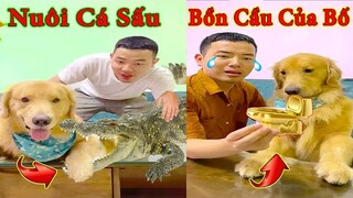 Thú Cưng TV | Tứ Mao Đại Náo #21 | Chó Golden Gâu Đần thông minh vui nhộn | Pets  cute dog