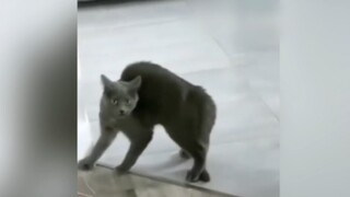 เหล่าสัตว์เลี้ยงสุดติงต๊อง