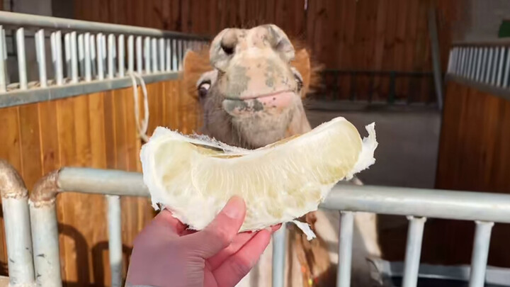 [Animal] Feeding the horse a sour grapefruit