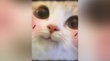 Hình ảnh mèo siêu cute cho mọi người nè 😂 meongao meocute