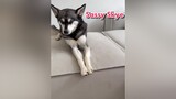 This is how we imagine Skye’s inner voice 😂 sassydog kleekai tiktokdogs