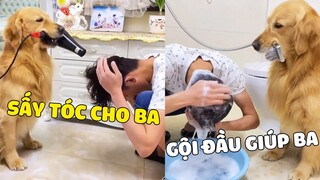 Gâu Đần Family | Đản Hoàng Hết Lươn Lẹo, Biết Chăm Sóc Cho Ba Rồi Nè 😍 Gâu Đần Official