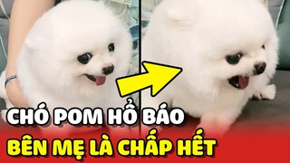 Chú chó POM "HỔ BÁO" khi có MẸ BÊN CẠNH không nể mặt bất kỳ ai 😂 | Yêu Lu