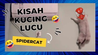 kucing lucu - spidercat