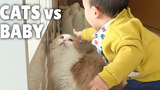 แมว vs เด็ก กิตติซอรัส