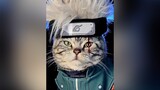 kakashi cat catcosplay anime animecosplay fyp fypシ viral xcyzba naruto cosplay