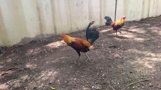 first spar ng aking pumpkin hatch 5months old