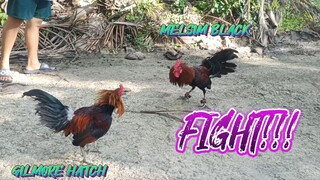 GILMORE HATCH VS MELSIM BLACK  SPAR!!    JRP BACKYARD