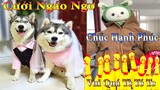 Thú Cưng TV | Dương KC Pets | Ngáo Và Ngơ #14 | chó thông minh vui nhộn | funny cute smart dog