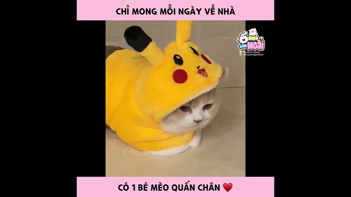 [Tổng hợp] 🌈 Tầm này rùi còn yêu đương gì nữa. Tui chỉ cần mèo thôi 🌈 | Ổ nhỏ của Hoài