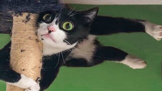 🤣 Funniest😻 Cats and 🐶 Dogs - Awesome Funny Pet Animals 😛