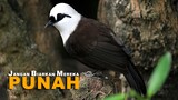 Burung Poksai Sumatera atau Sumatran Laughingthrush