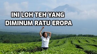 EKSLUSIF! MAIN KE KEBUN TEH KAYU ARO KERINCI. INI LOH TEH YANG DIMINUM RATU EROPA!