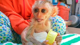 The Happy Moment!! Wow, Amazing tiny Lucxy looks so happy when Mom comfort & plays with him