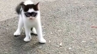 cat with unique face