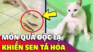 Bị cô chủ quát, bé mèo hoang 'BỎ NHÀ ĐI BỤI' rồi mang về 'MÓN QUÀ LẠ' khiến con XỈU NGANG 🤣 Gâu Đần